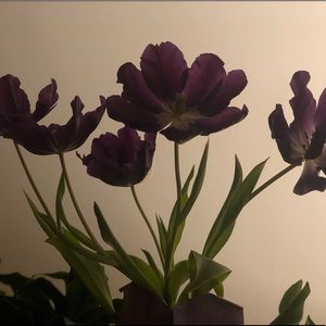 Meet your Posher, Jee